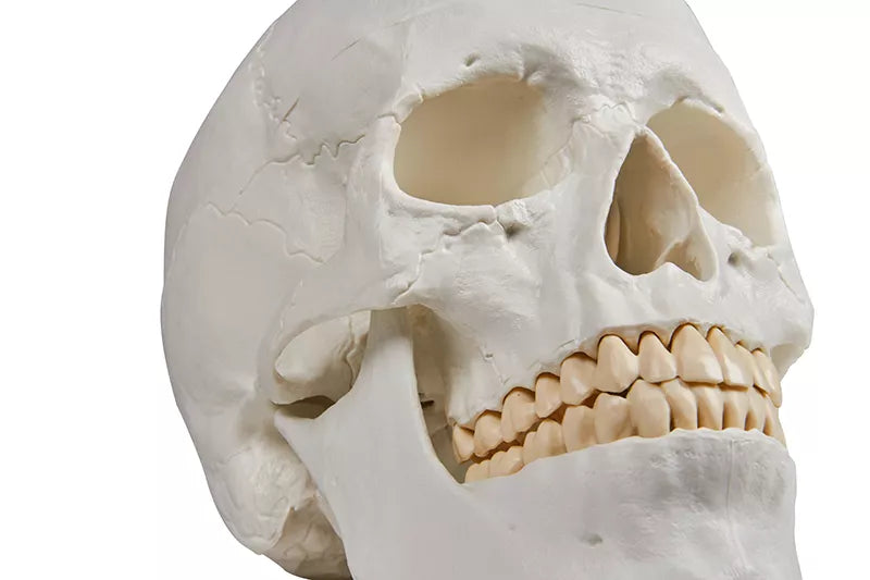 Skull Model (3 parts, With Augmented Anatomy App)