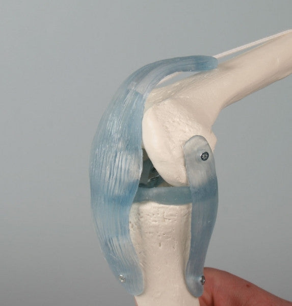 Knee Model With Ligaments