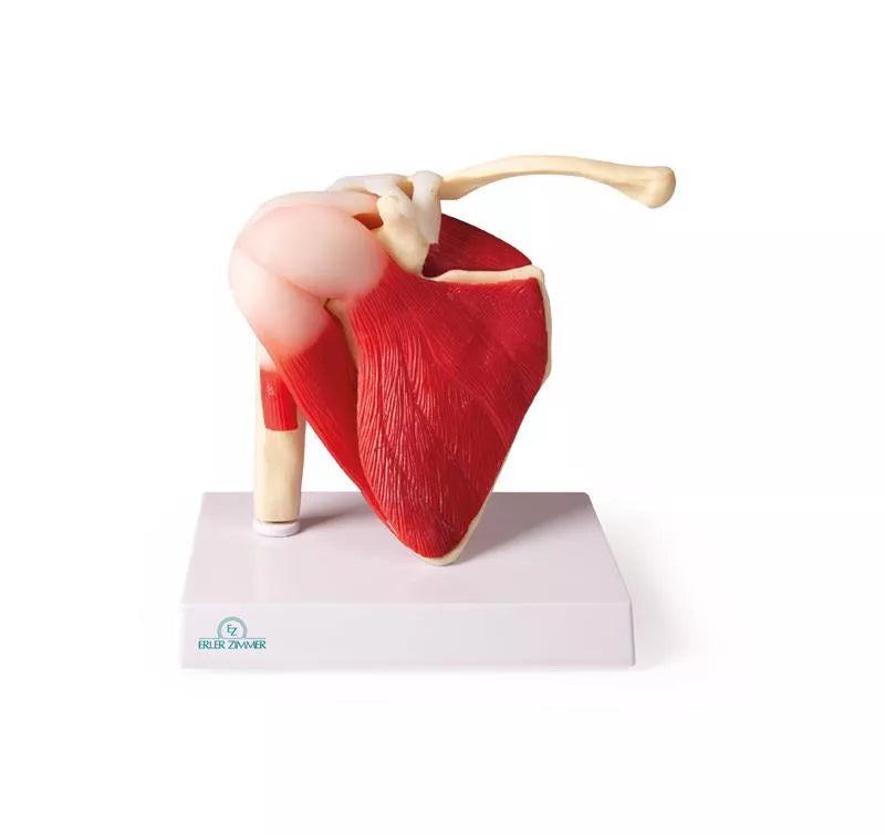 Shoulder Joint With Muscles (With Augmented Anatomy App)