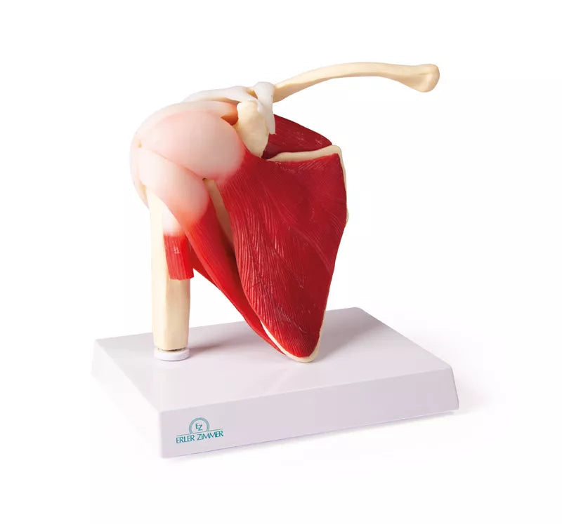 Shoulder Joint With Muscles (With Augmented Anatomy App)
