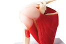 Switch Shoulder Joint With Muscles (With Augmented Anatomy App) 4661 Image 2 2 image