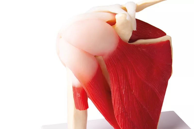 Shoulder Joint With Muscles (With Augmented Anatomy App) 4661 Image 2
