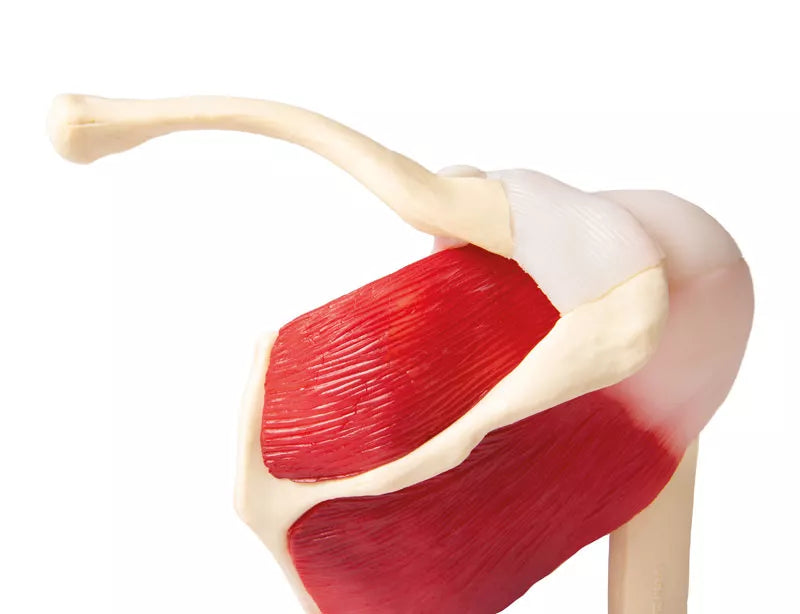 Shoulder Joint With Muscles (With Augmented Anatomy App)