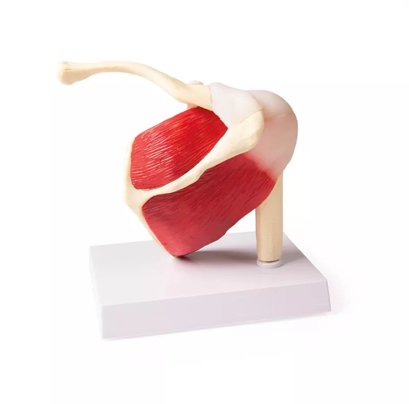 Shoulder Joint With Muscles (With Augmented Anatomy App)