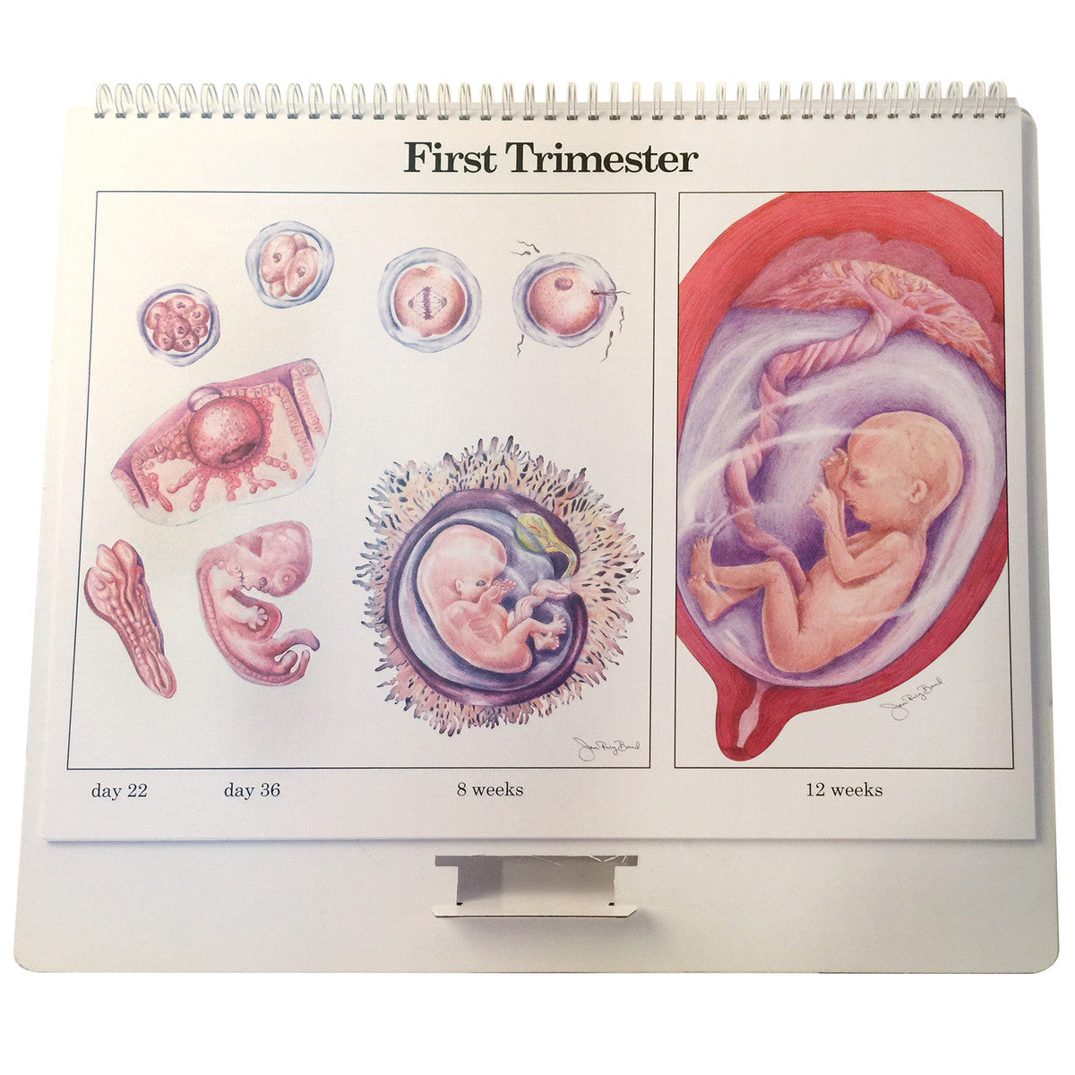 Childbearing: The Classic Series Large-Size Flip Chart
