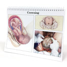 Switch Pregnancy and Labour - Crowning - Pregnancy Education Flip Chart 2 image