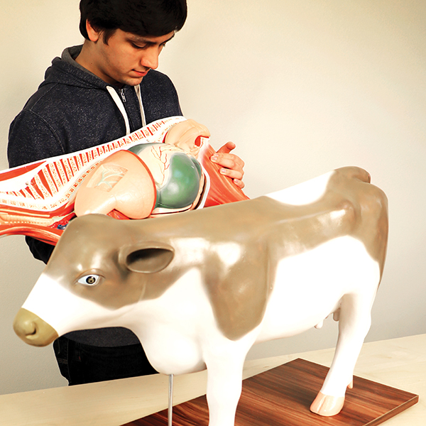 Barnyard Package