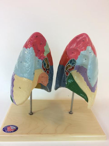 Colour-coded Lungs Model
