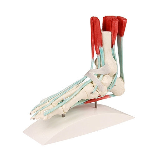 Foot Skeleton with Tendons