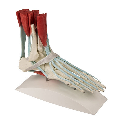 Foot Skeleton with Tendons