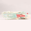 Switch Model shows all of the bones in the foot with the muscles and tendons attached 3 image