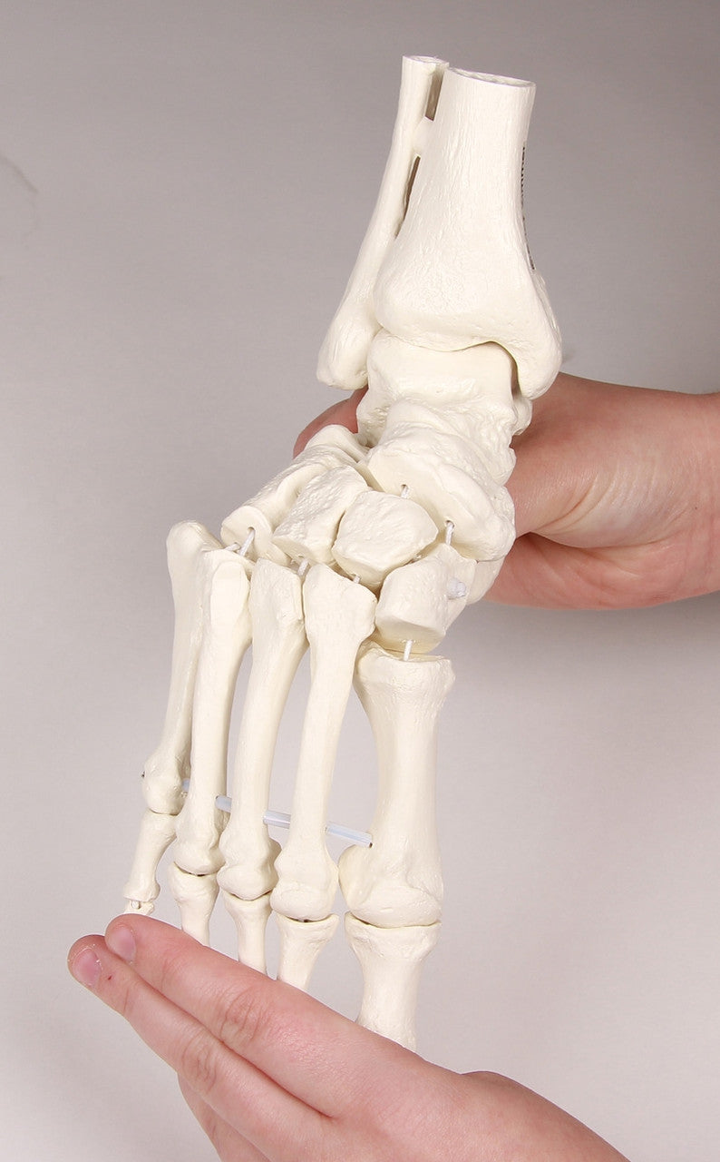Flexible Foot and Ankle Skeleton Model with Numbers