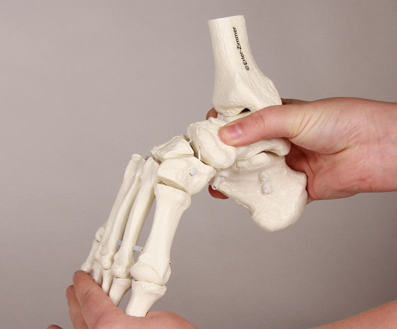 Leg Skeleton Model with Half Pelvis and Flexible Foot