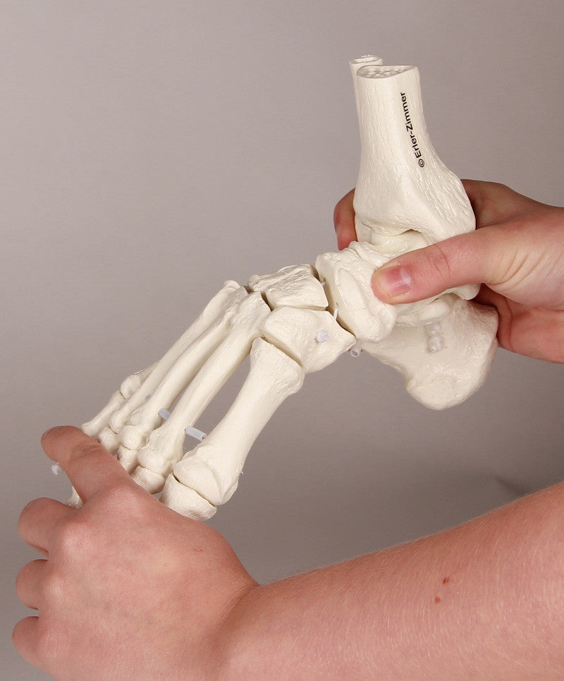Flexible Foot and Ankle Skeleton Model with Numbers