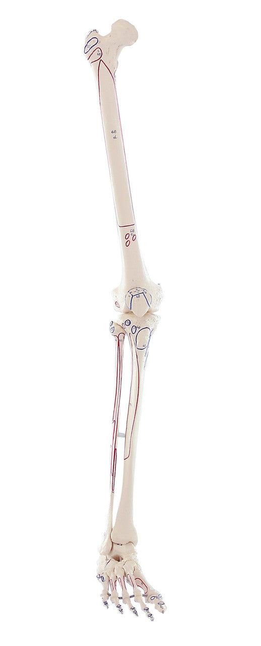 Leg Skeleton Model with Muscle Markings