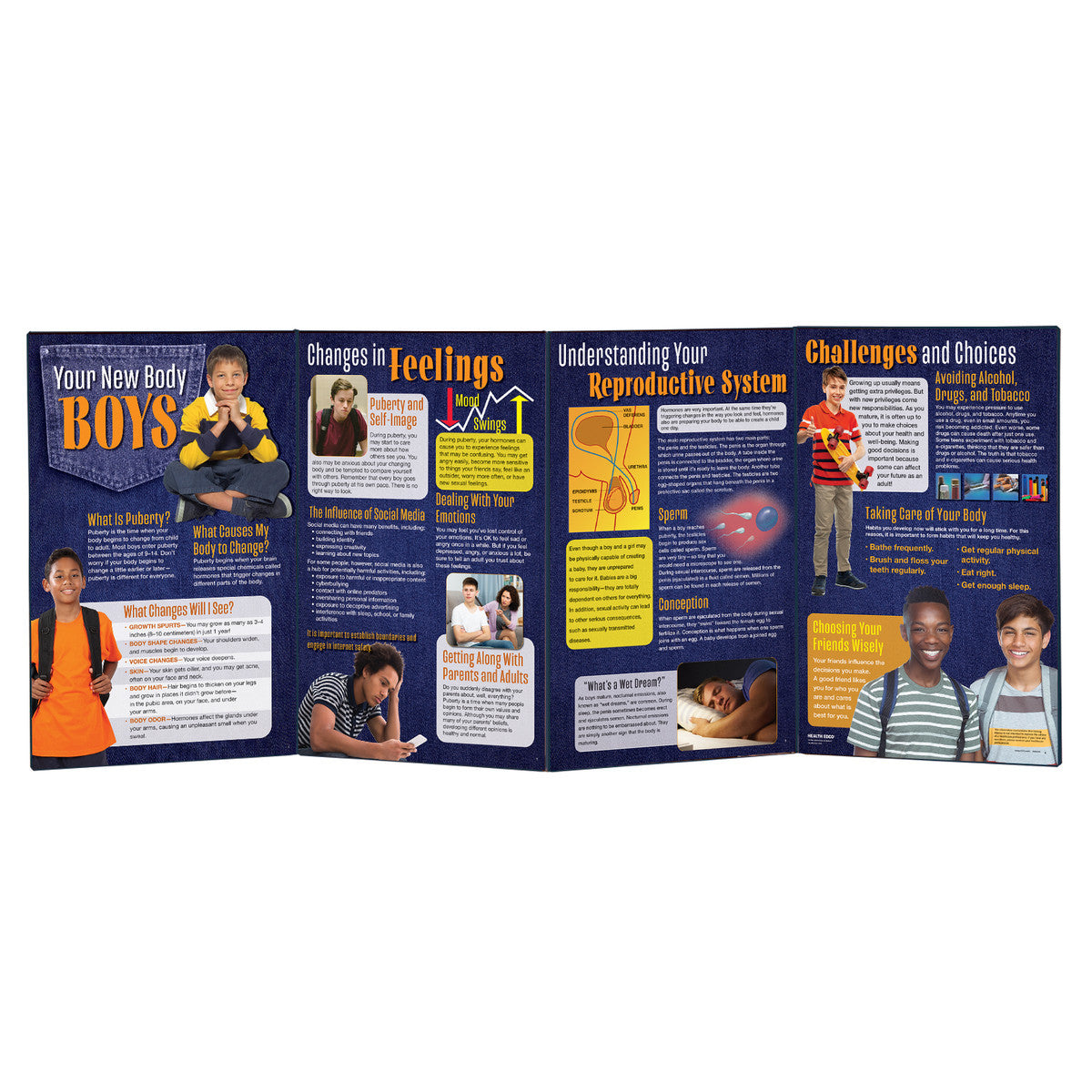 Your New Body: Boys Folding Display