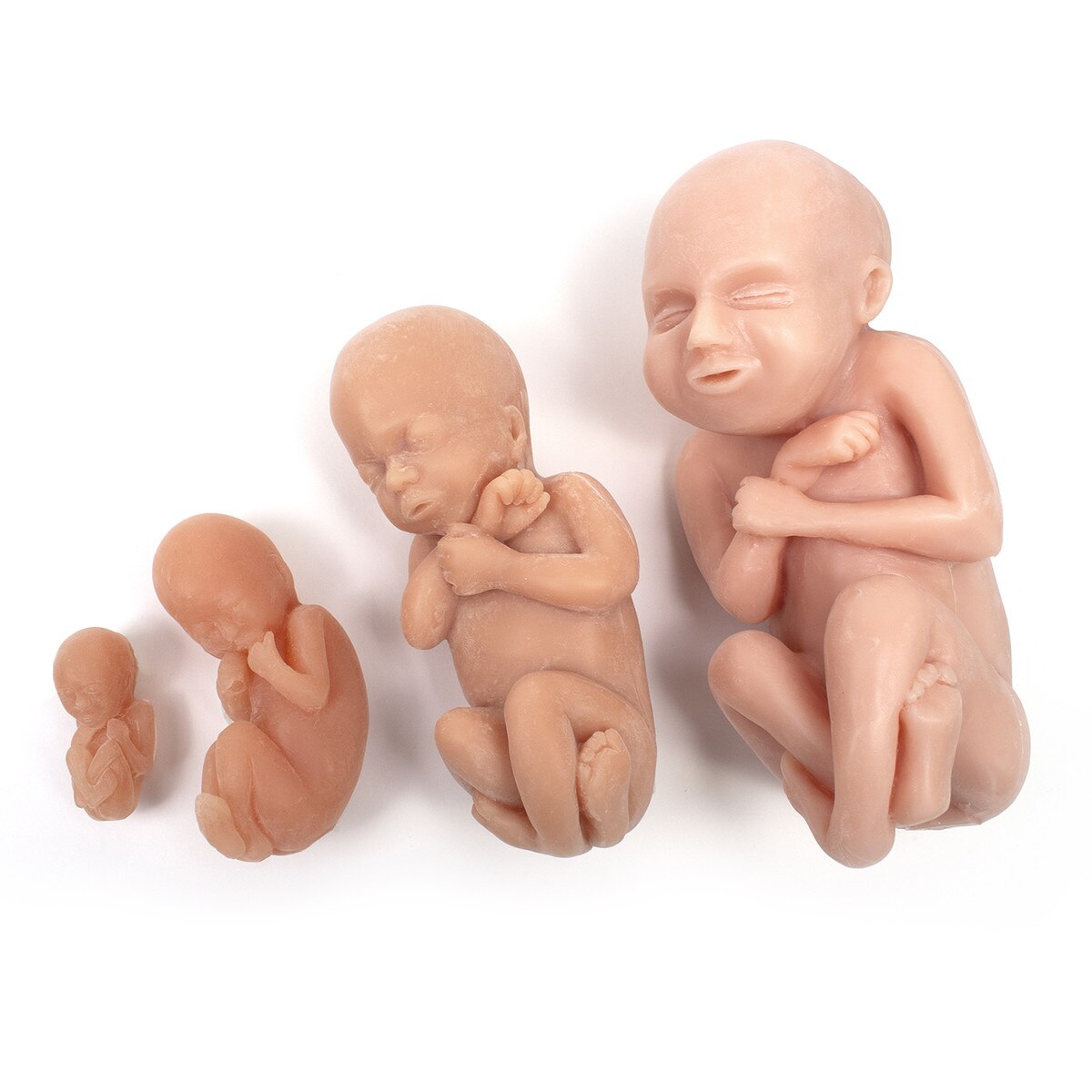79867 Foetus Model Set