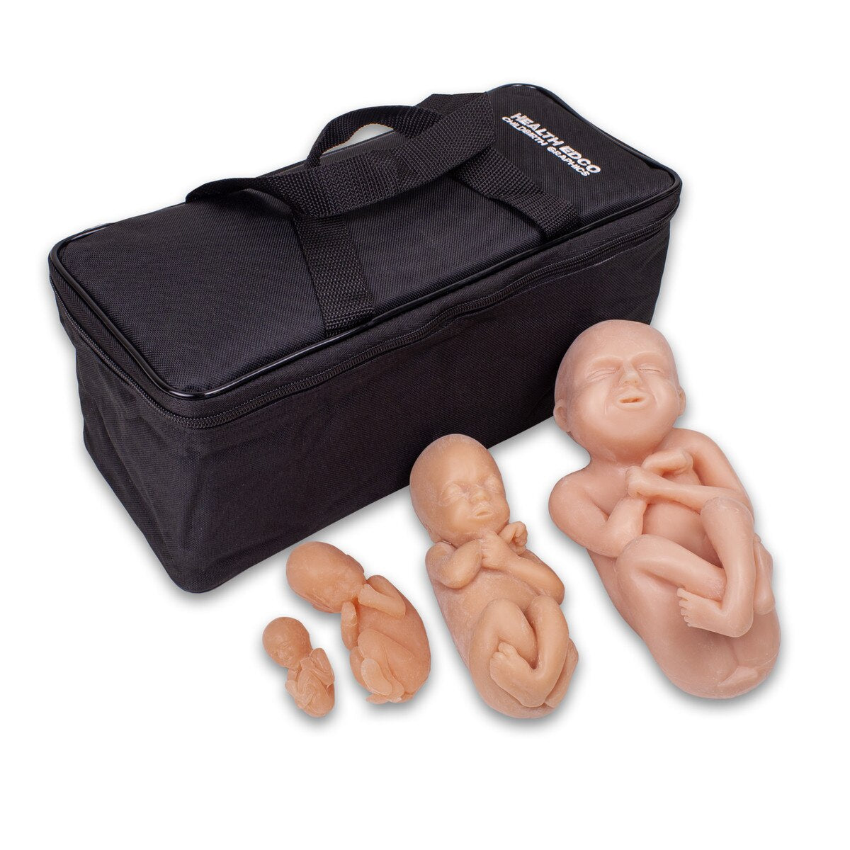79867 Foetus Model Set with Carry Case