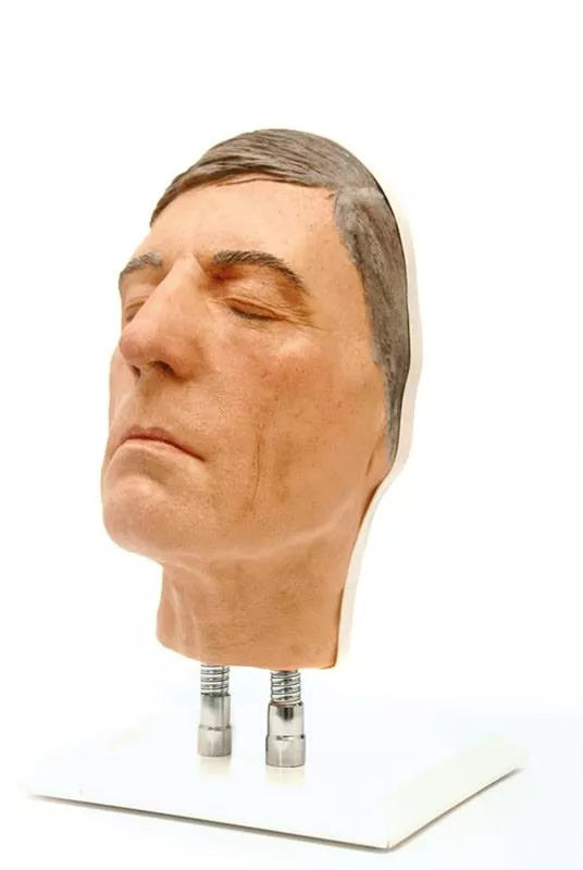 Model Head for Facial Injection Training