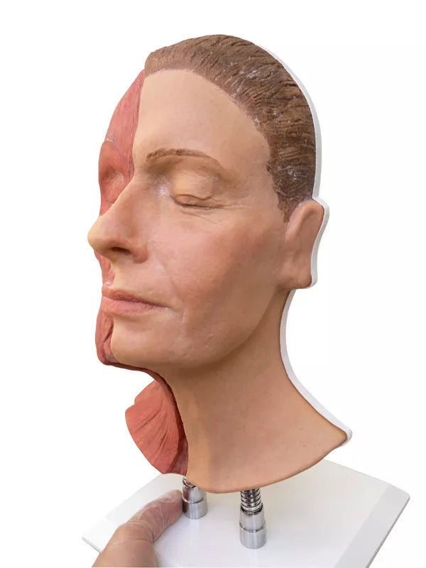 Head for Facial Injections with Muscles and Optional Arteries, and Nerves