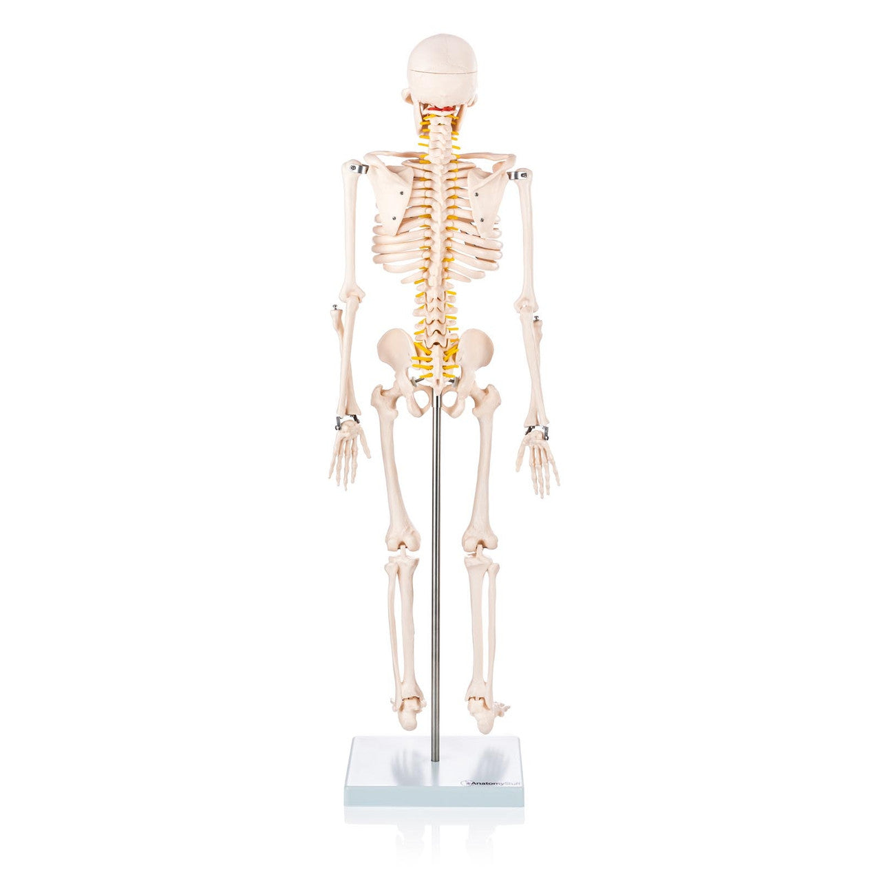 Budget Half Size Skeleton Model with Spinal Nerves