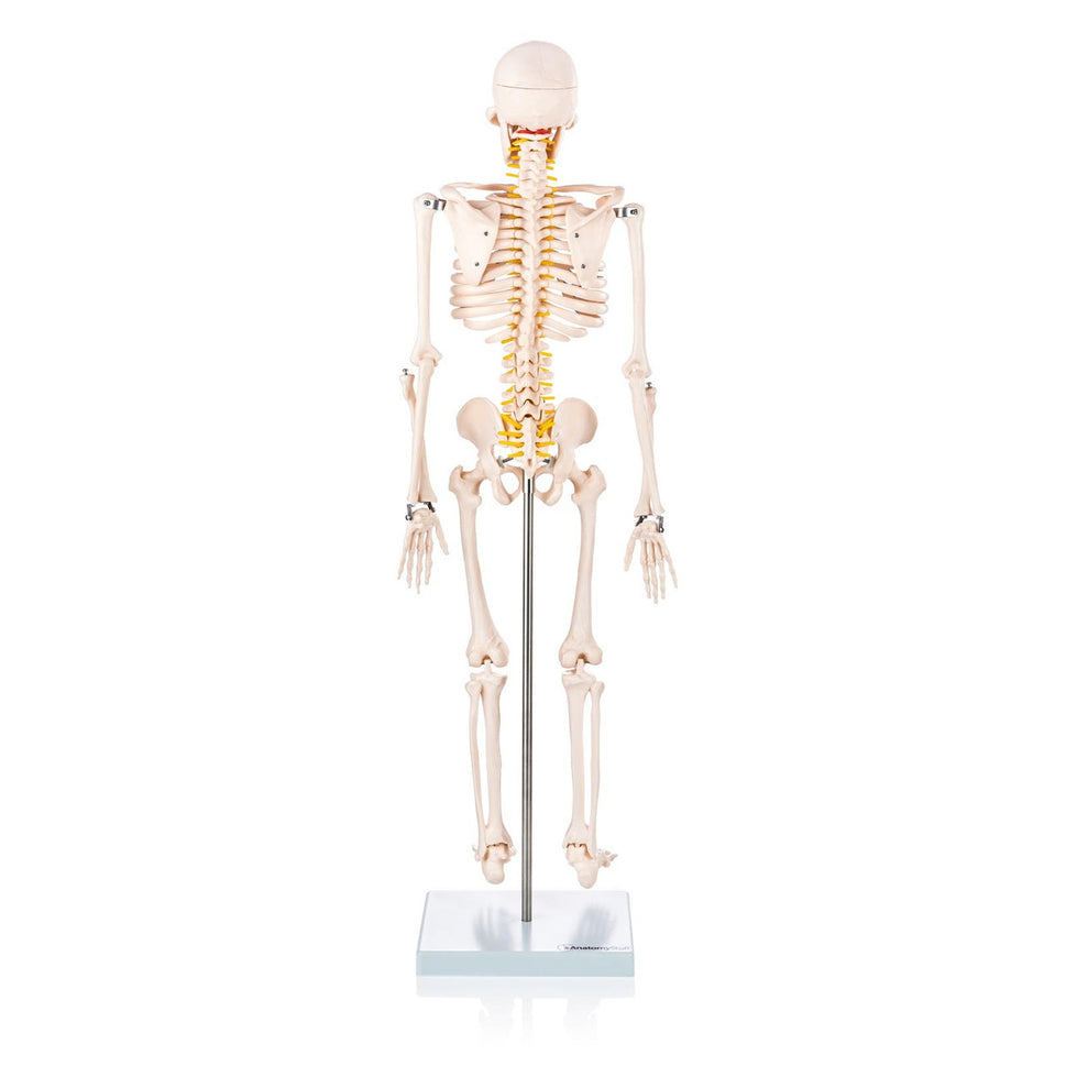 Budget Half Size Skeleton Model with Spinal Nerves