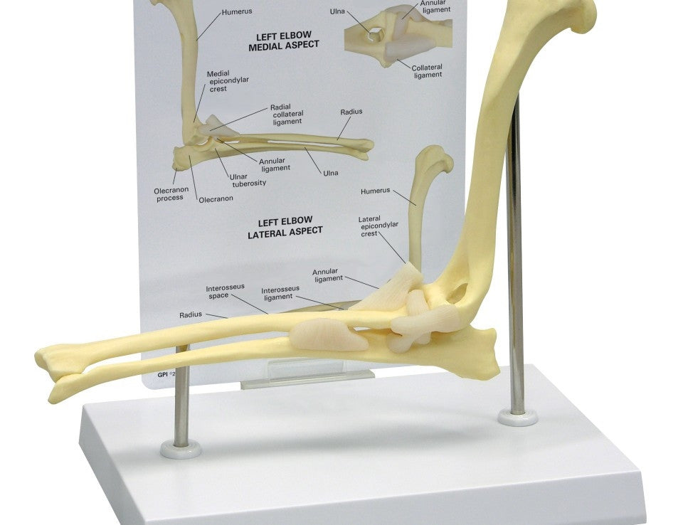 Canine Elbow Model