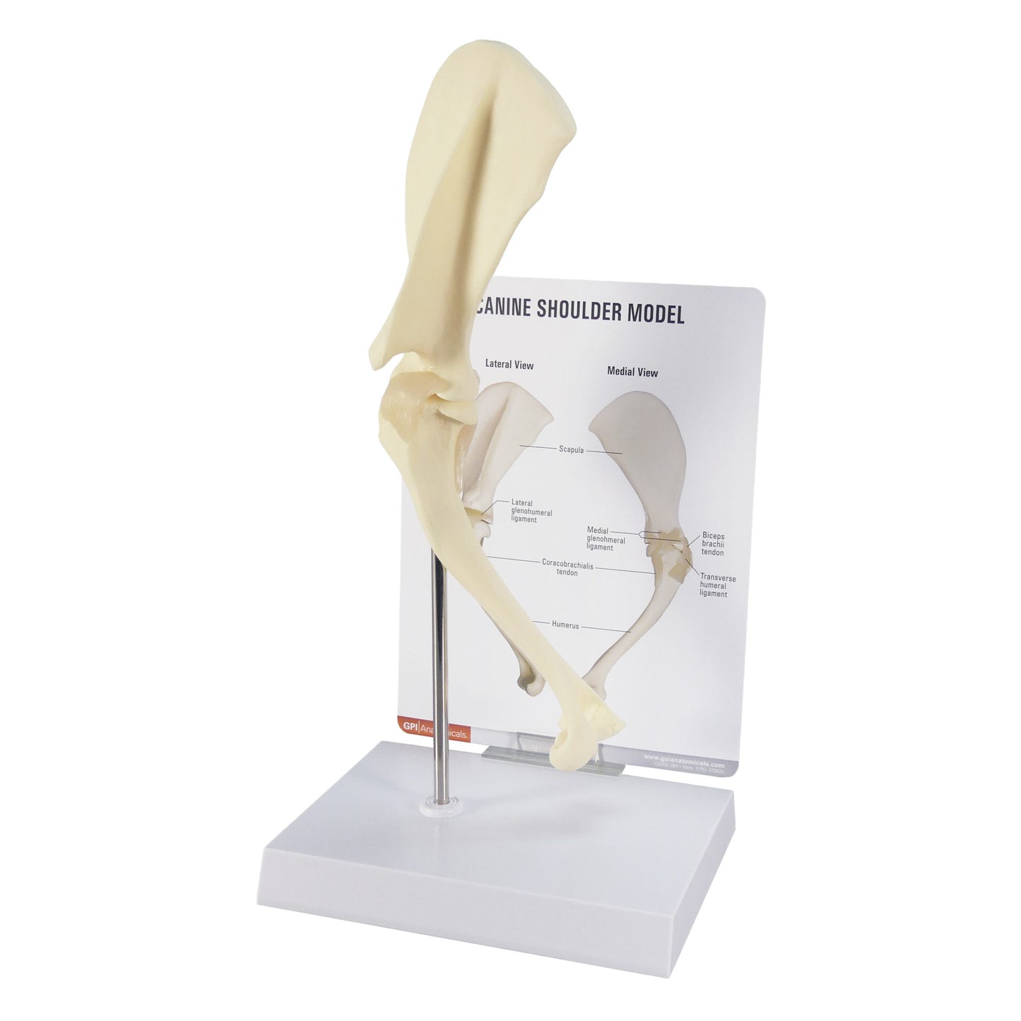 Life-size Canine Shoulder Model 9075