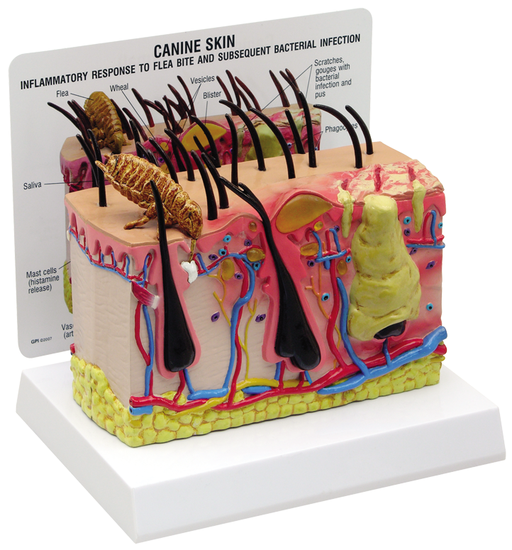 Complete Canine Anatomy & Pathology Collection