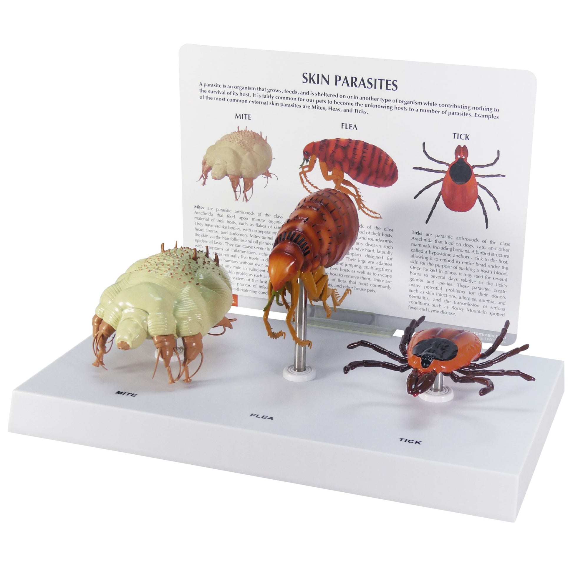 Canine Skin Parasites Model