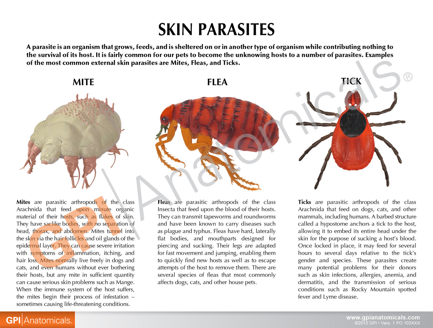 A detailed fact card on the three most common canine parasites is included