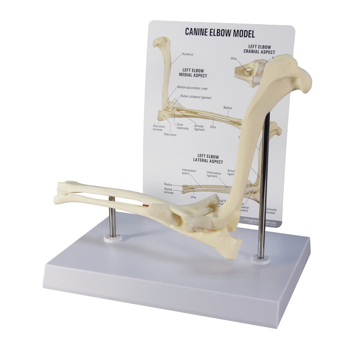 Canine Elbow Model 9070