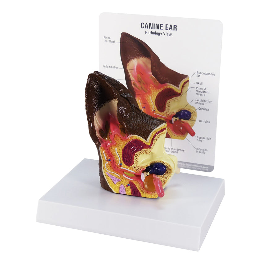 Canine Ear Model - Normal/Infected (9200) 2