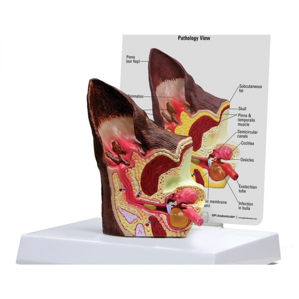 Complete Canine Anatomy & Pathology Collection