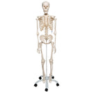 Switch Stan Skeleton A10 1020171 on pelvic mounted stand 2 image
