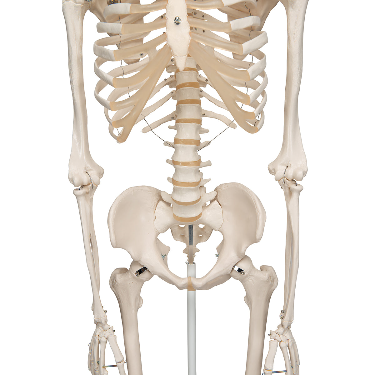 Stan Skeleton A10 1020171  pelvic mount close up