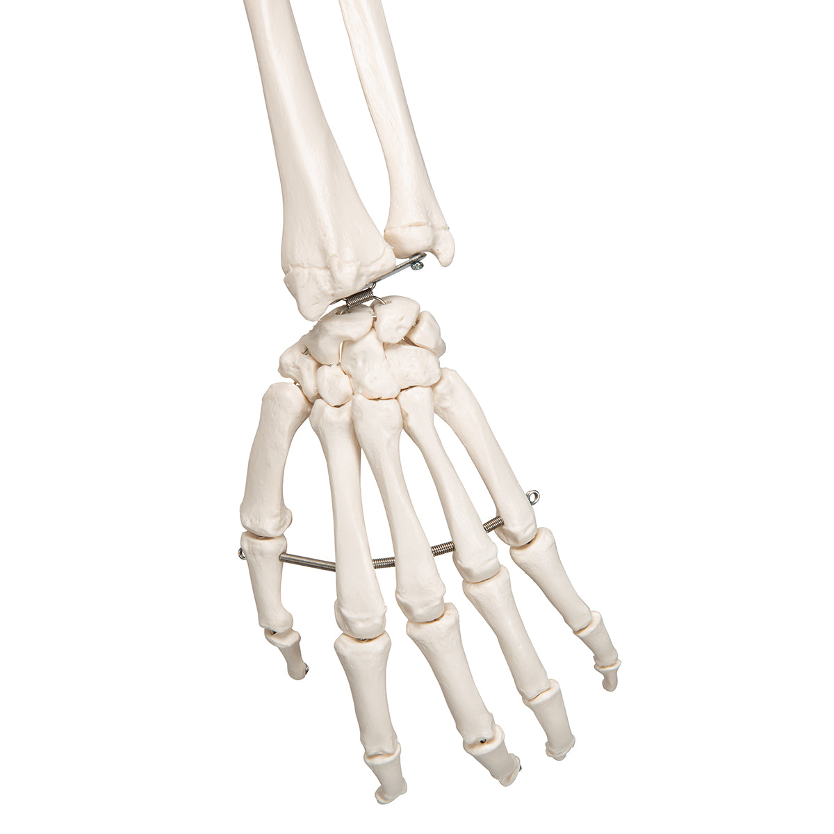 Stan Skeleton A10 1020171 hand close up