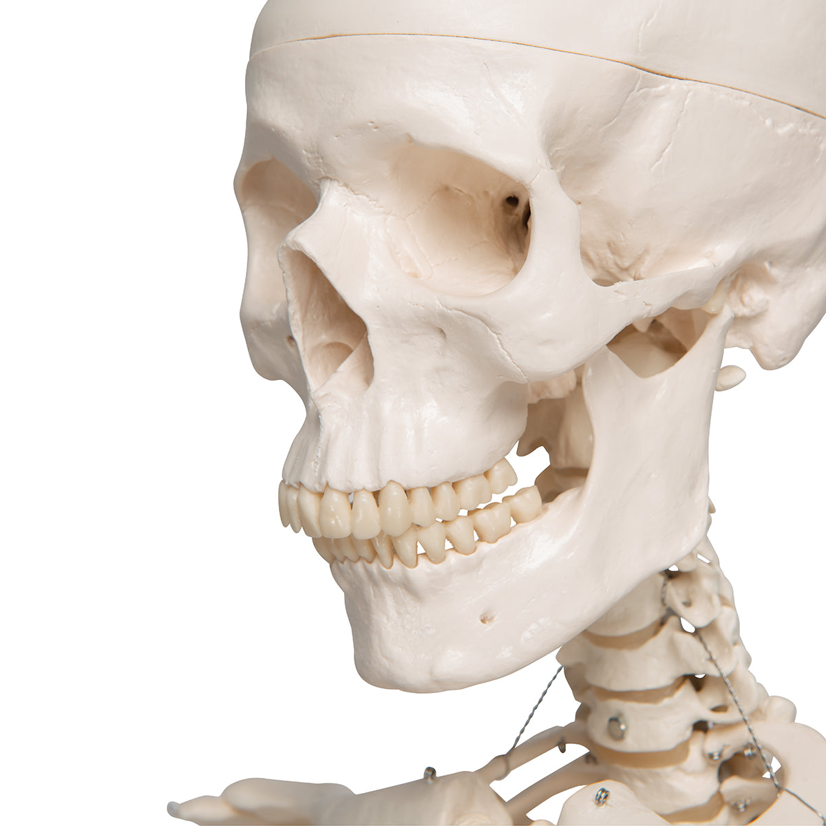 Stan Skeleton A10 1020171 skull close up