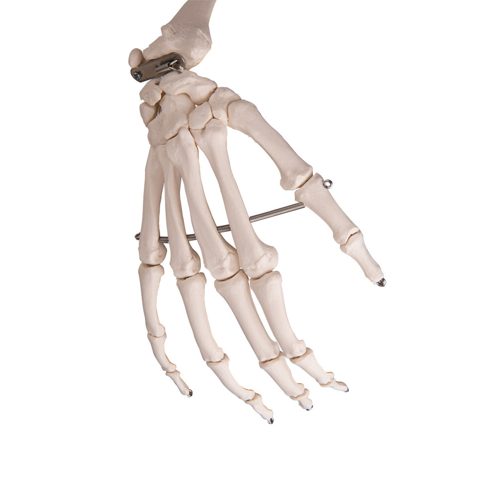 Stan Skeleton Model