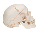 Switch Classic Human Skull Model A21 1020165 right view 3 image