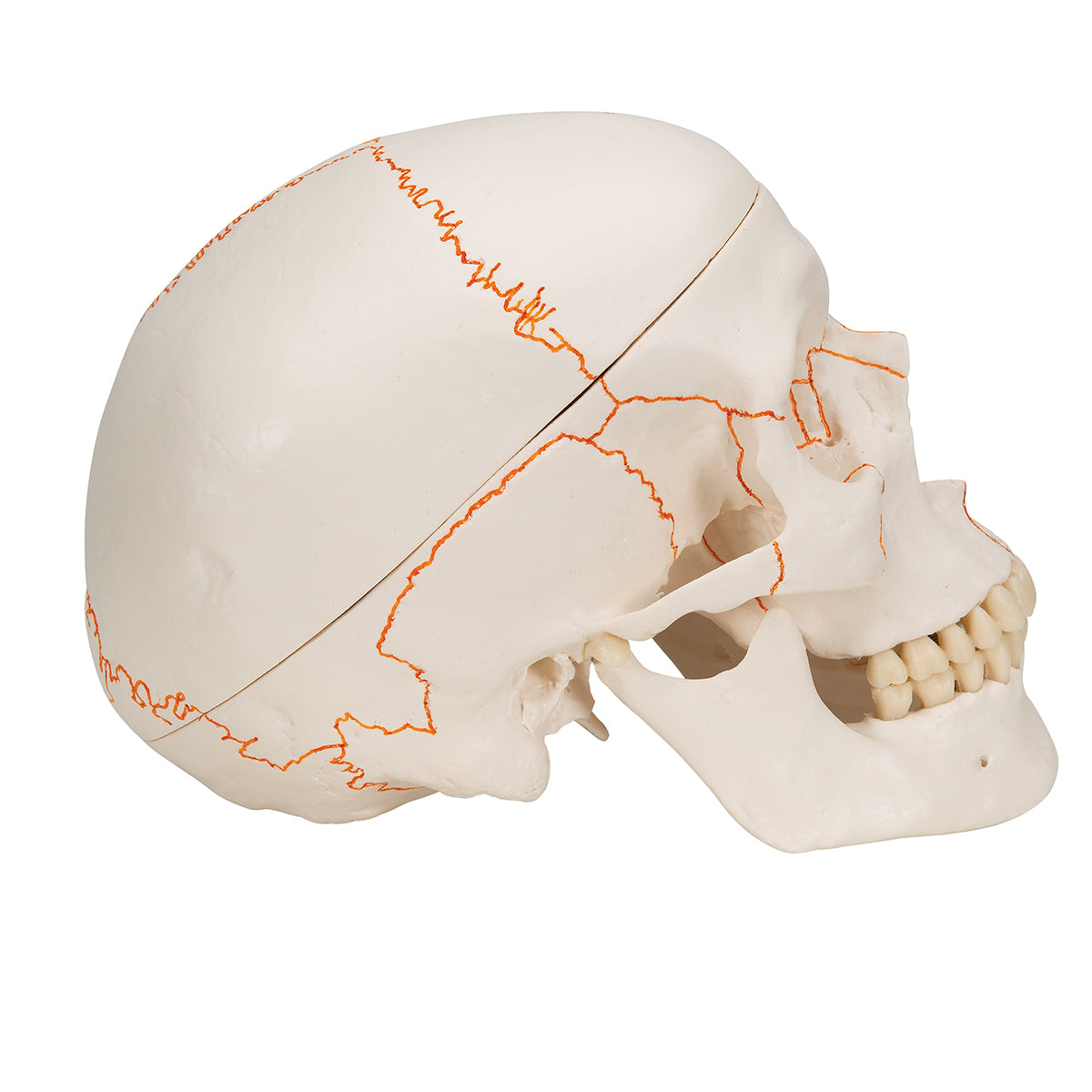 Classic Human Skull Model A21 1020165 right view