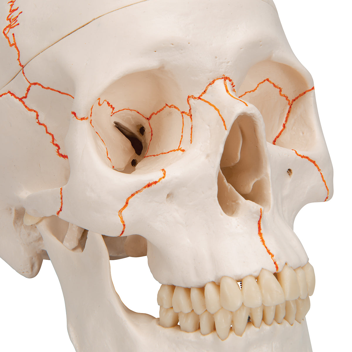 Classic Human Skull Model A21 1020165 close up front