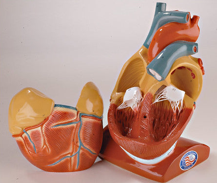 Giant Heart with Pericardium Model