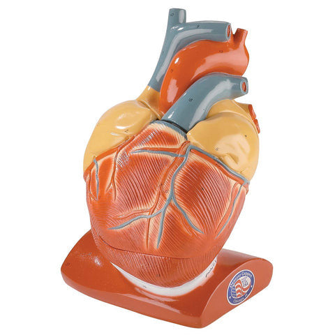 Giant Heart with Pericardium Model