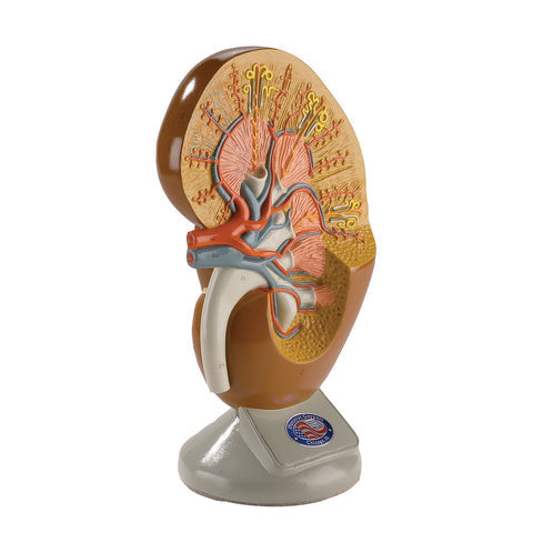 Giant Kidney Model