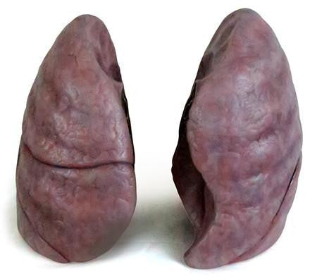 Lungs Model