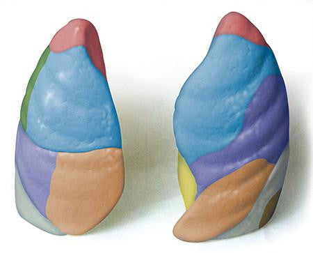 Colour-coded Lungs Model
