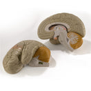 Switch 2 hemispheres of the giant brain model 2 image