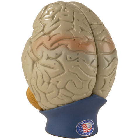 Giant Brain Model (4 part)