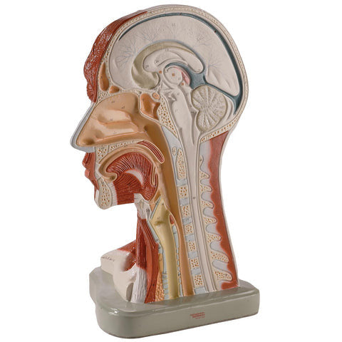 Right Half Head & Neck Model